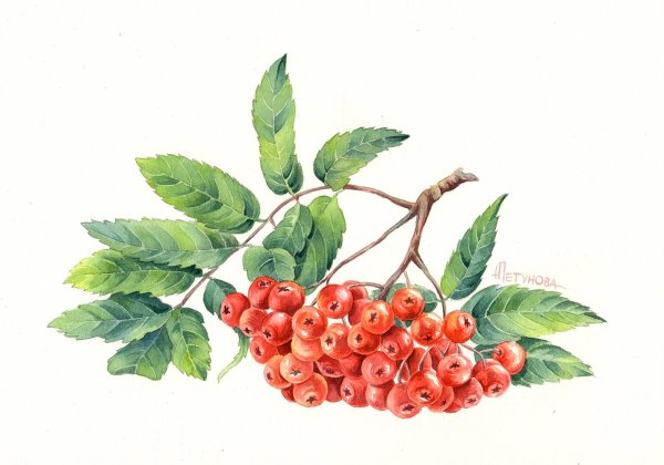 Рябина рисунок
