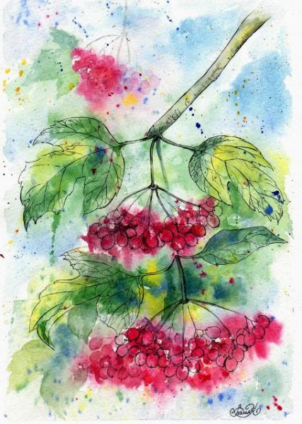Калина акварель