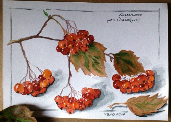 Боярышник иллюстрация акварель