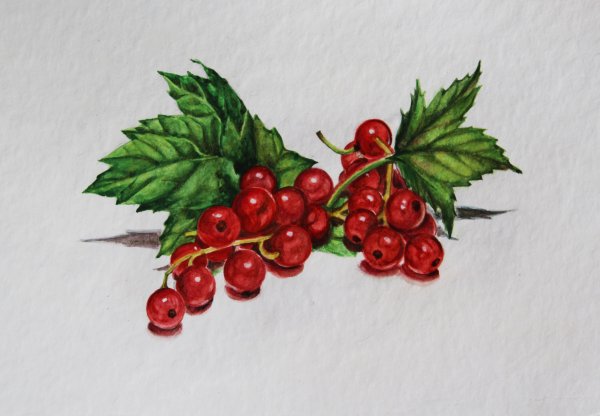 Ветка с ягодами рисование
