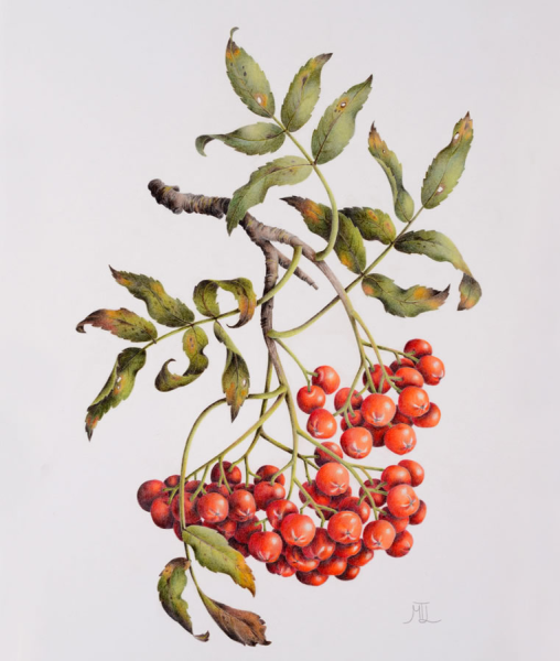 Рябина акварелью
