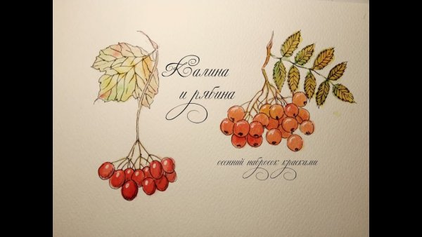 Боярышник кроваво-красный карандашом