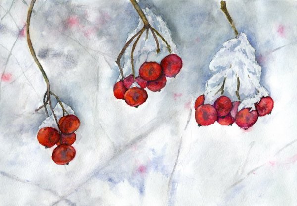 Черноплодная рябина акварель