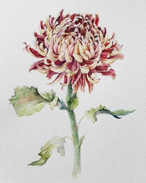 Хризантемы акварелью