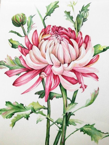 Ботанические зарисовки хризантем