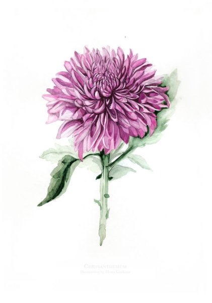 Цветы акварелью астры