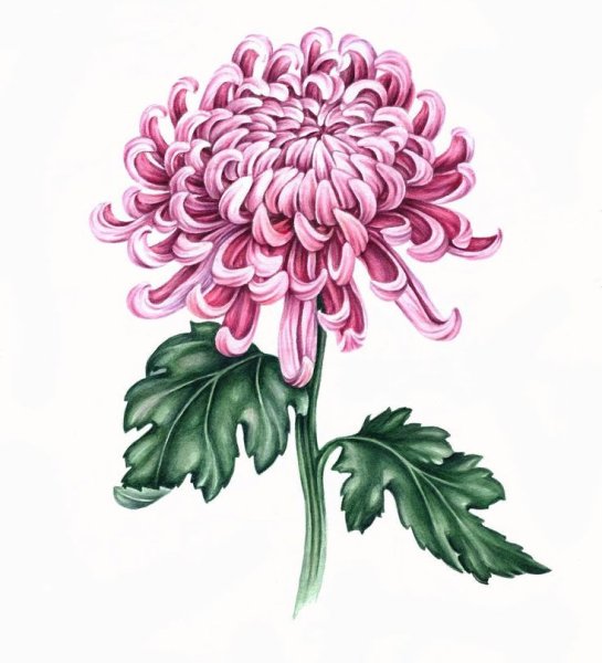 Хризантема Ботаническая иллюстрация