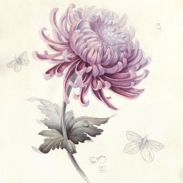 Хризантемы акварелью