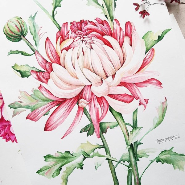 Хризантемы акварелью