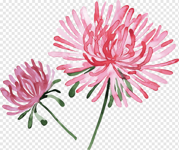 Астра рисунок