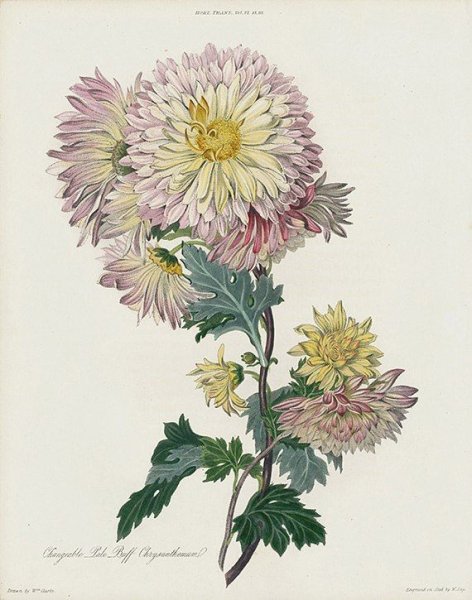 Хризантема гербарий