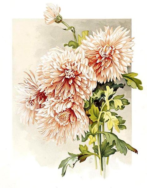 Цветы акварелью хризантемы