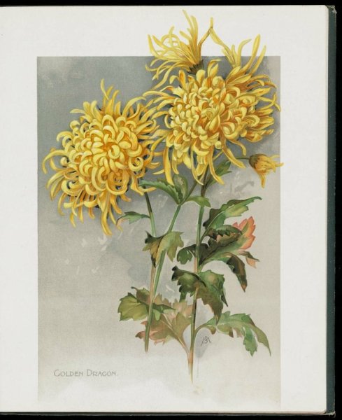 Японская Хризантема акварель