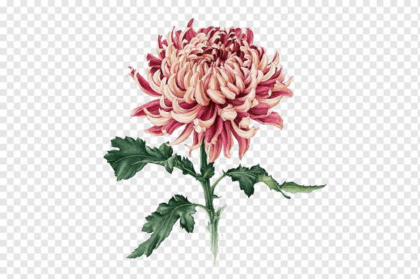 Хризантемы ботаника