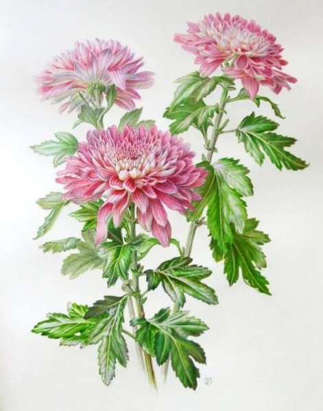 Японская Хризантема