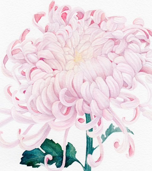 Розовые хризантемы акварелью