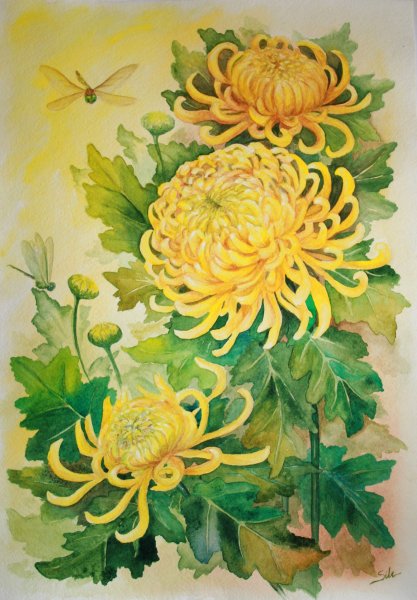 Цветы акварелью хризантемы