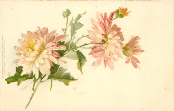 Хризантемы Катарины Кляйн