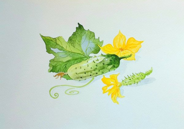 Огурец акварелью