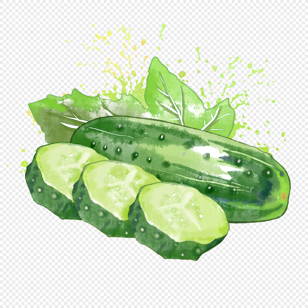 Огурец акварелью на белом фоне