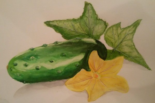 Огурец акварелью