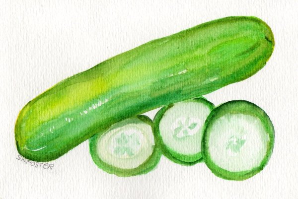 Огурец акварелью