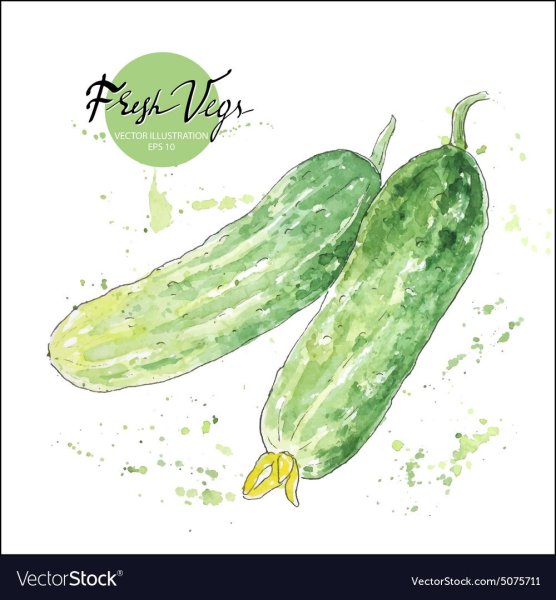 Зарисовки. Огурцов акварелью