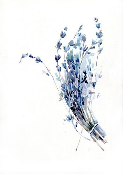 Сухоцветы акварель