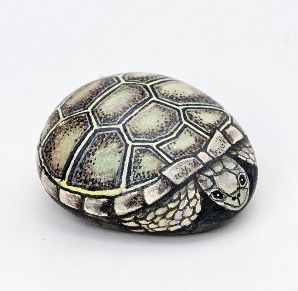 Рисунок на Камне черепашка