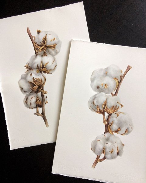 Ветка хлопка акварелью