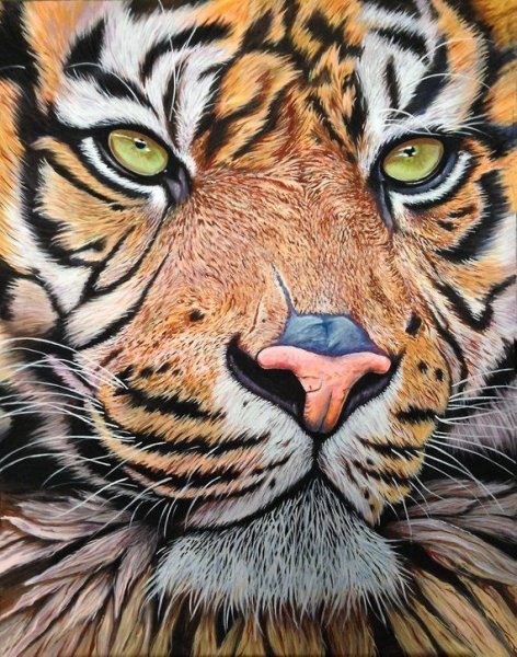 Тигр картина