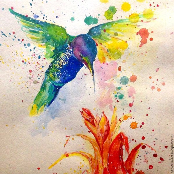 Колибри акварель