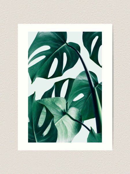 Монстера Графика