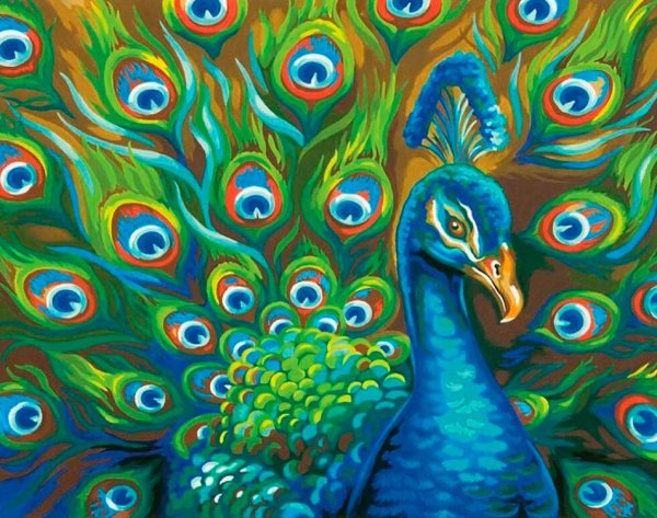 Павлин красками