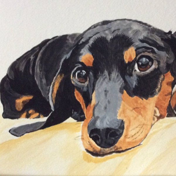 Такса гуашью