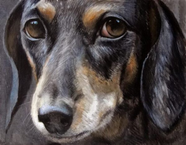 Портрет таксы живопись