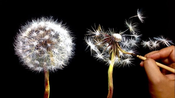 Одуванчик акриловыми красками