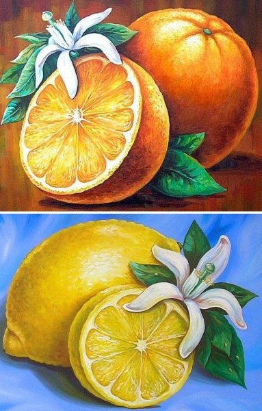 Натюрморт с апельсинами