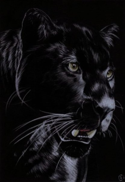 Пантера Графика