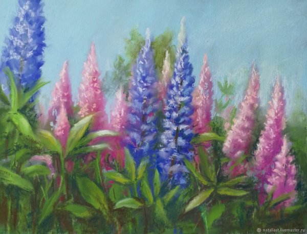 Люпины в Ботанической живописи