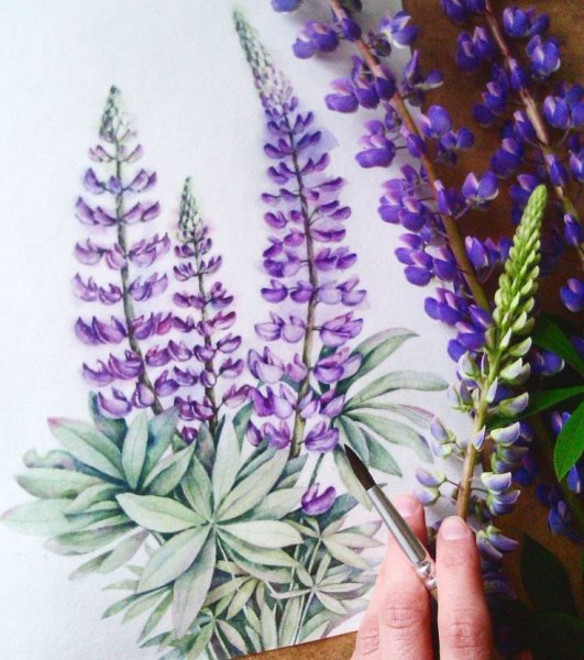 Люпины акварель