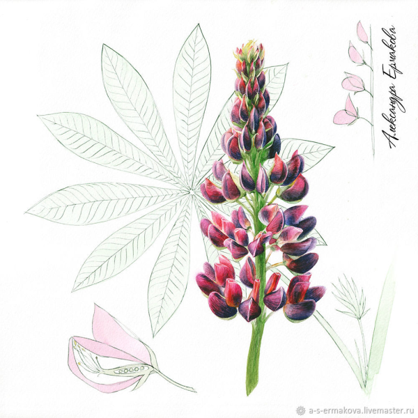 Люпины акварель