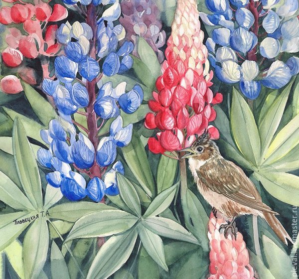 Люпины рисование в детском саду