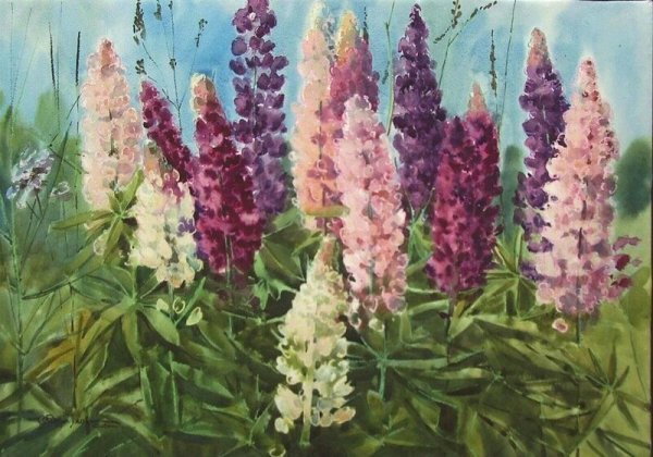 Люпины акварель