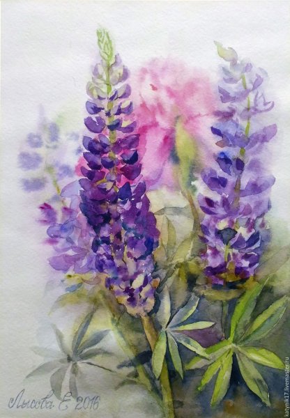 Грабарь люпины