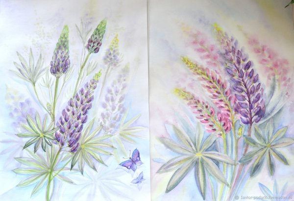 Люпины рисование