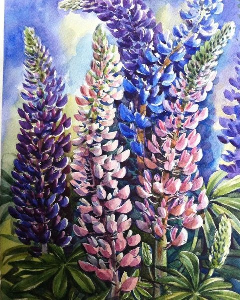 Люпины рисование