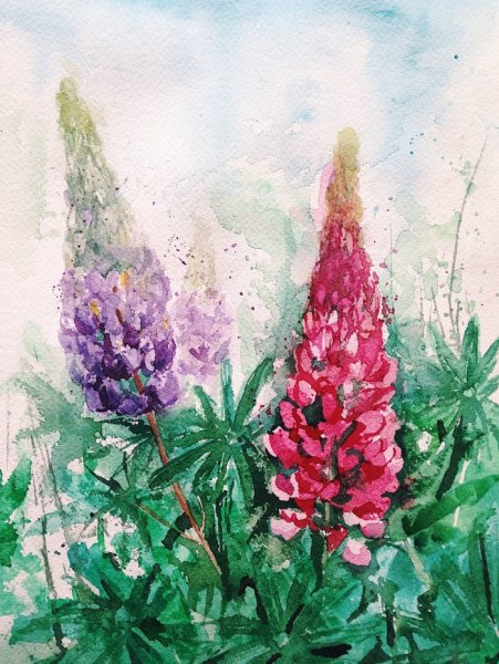 Люпин акварель цветок