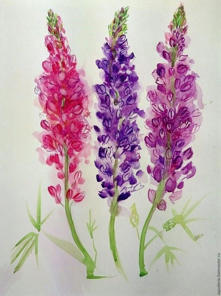 Люпины и Иван чай