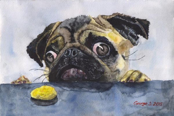 Мопс акварелью